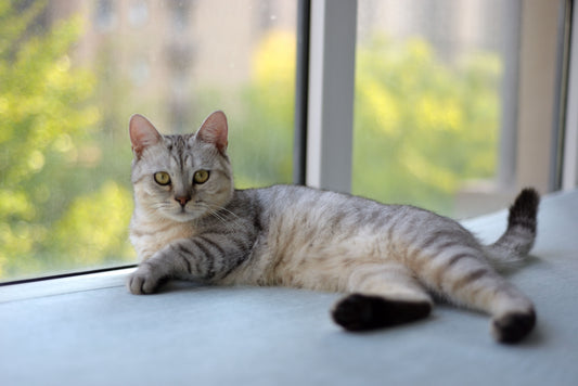 Cat Water Fountain vs. Water Bowl: Which Is Better?