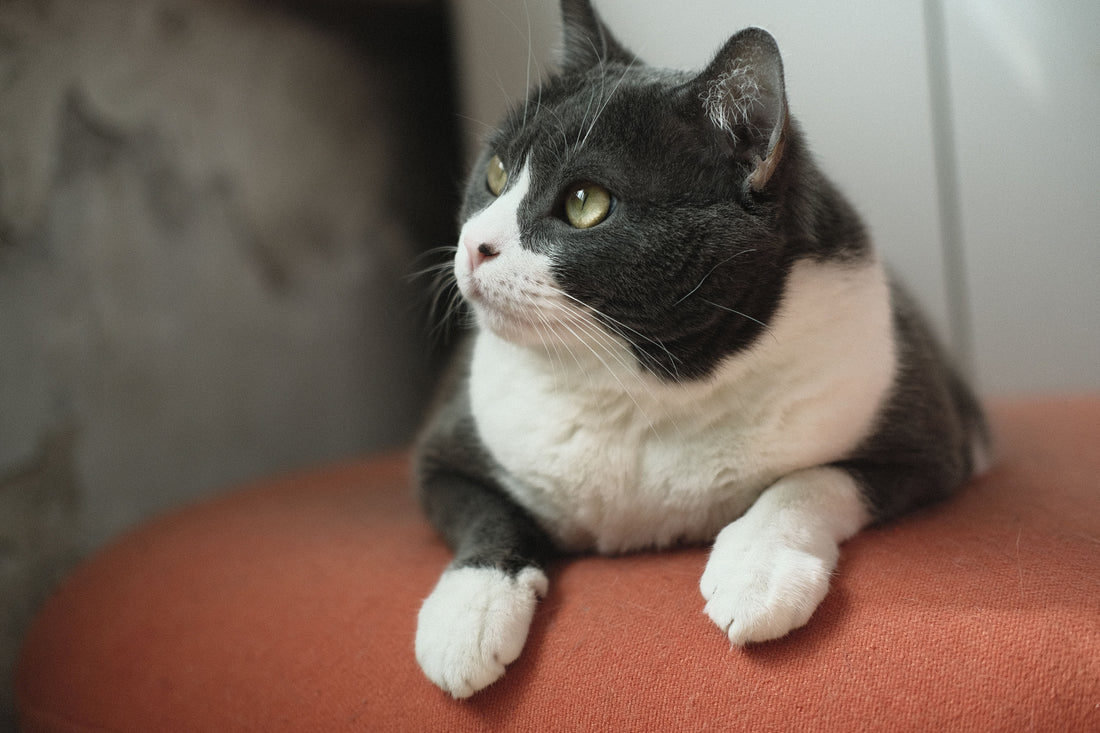 How Often Should You Clean a Cat Water Fountain?