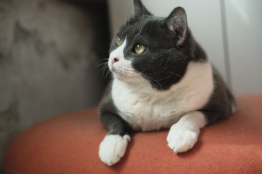 How Often Should You Clean a Cat Water Fountain?